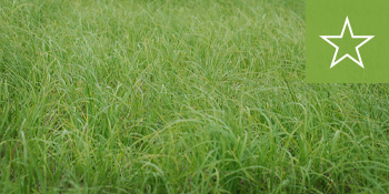 southeast-sod-argentine-bahia-grass