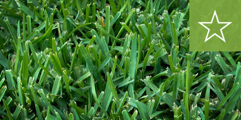 southeast-sod-floratam-st-augustine-grass